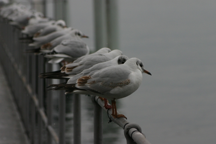 Mouettes - moineaux Vevey - 029